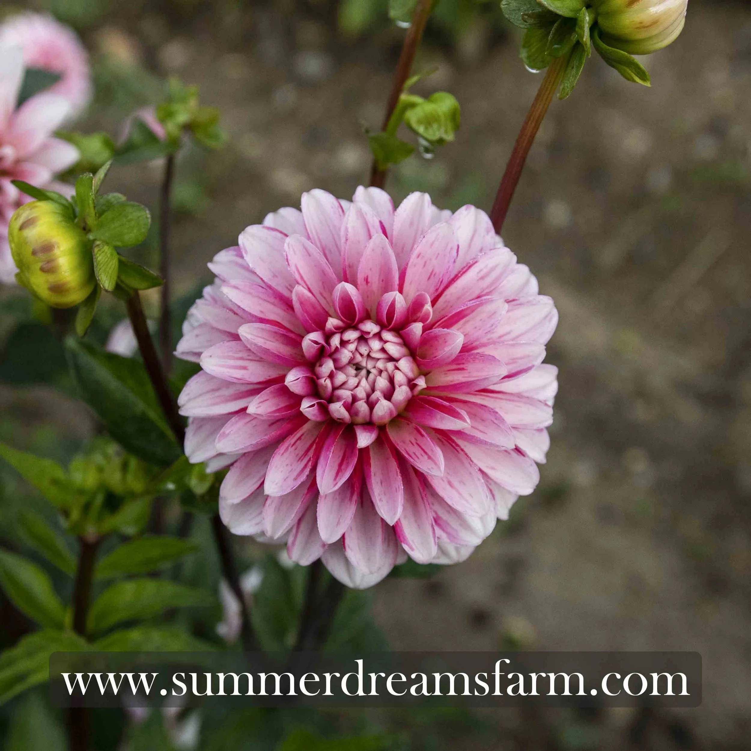 Dahlia - Strawberry Cream — Dahlia | SummerDreamsFarm